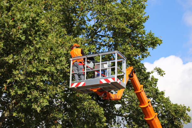 Best Tree Mulching  in Mayer, MN